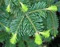 Rocky Mountain fir